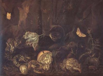 SCHRIECK, Otto Marseus van Still Life with Insects and Amphibians (mk14)
